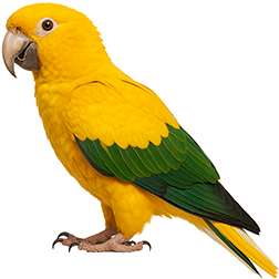 Golden Conure